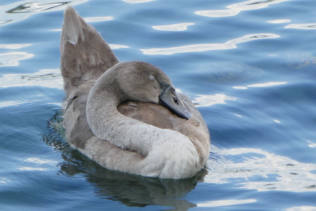 Schlafender Schwan.jpg