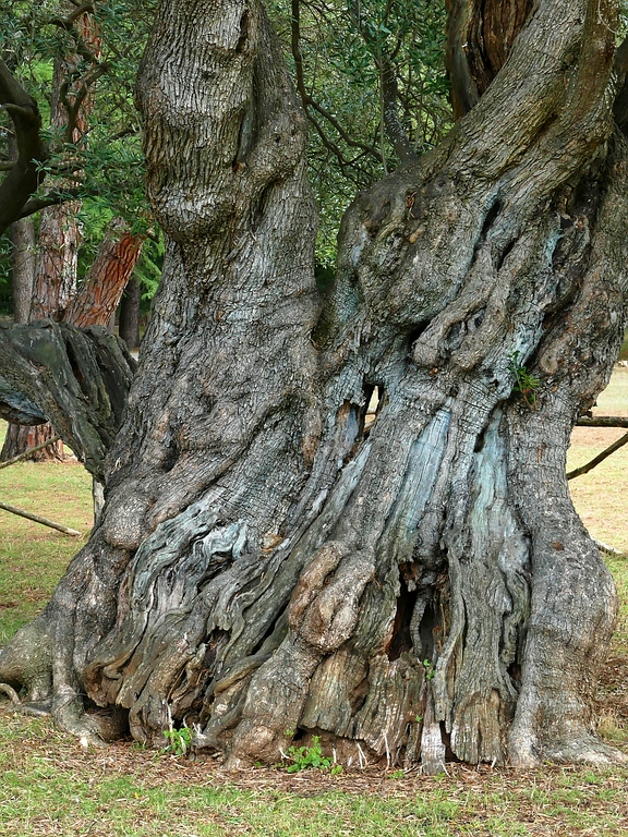 comp_P1030148 Olivenbaum.jpg