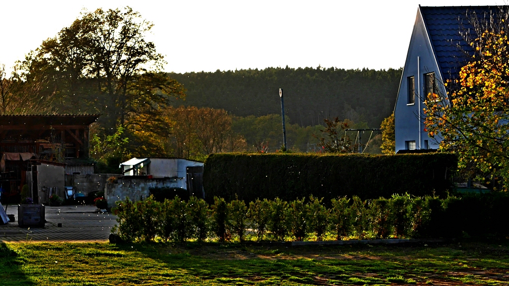 Tanz der Mücken.jpg