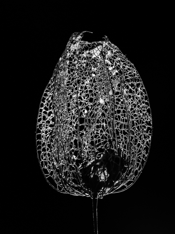 Lampionblume SW-klein2.jpg