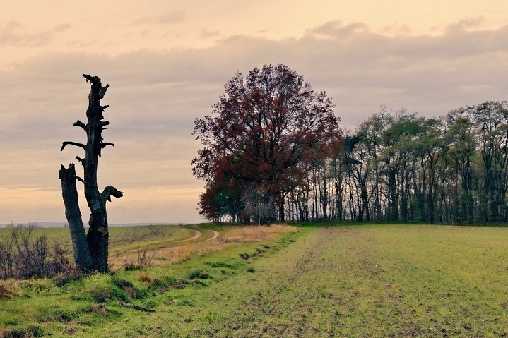 toter Baum Abschuss.jpg