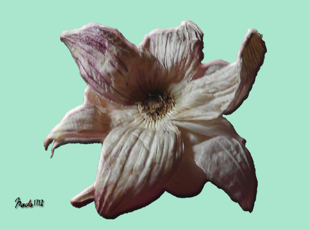 lilie-orginal.jpg