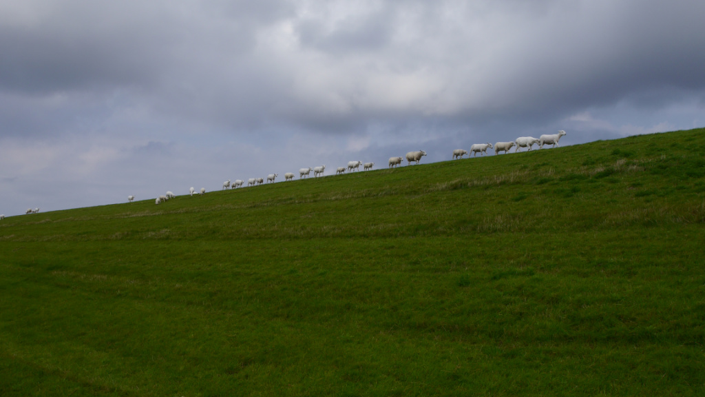 P1040777-01.jpg