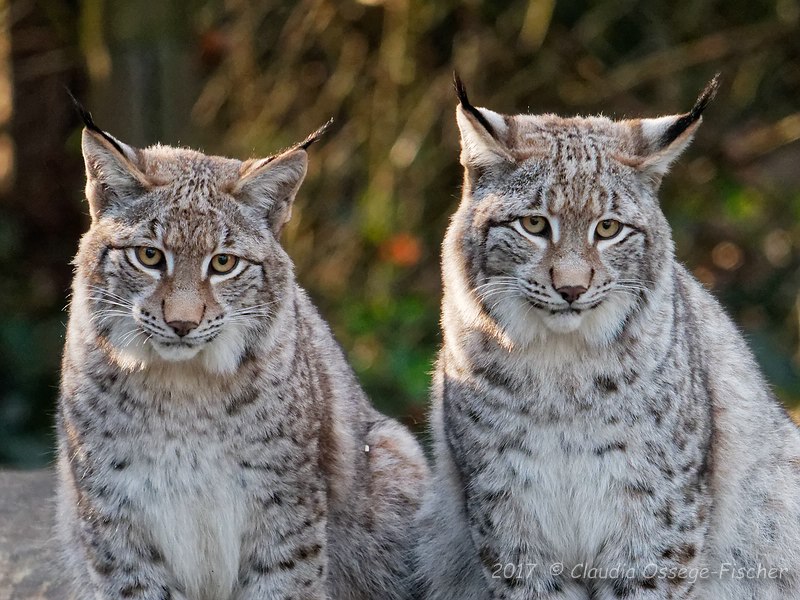 COF_2017_12_29_Luchs_1050302_DxO.jpg