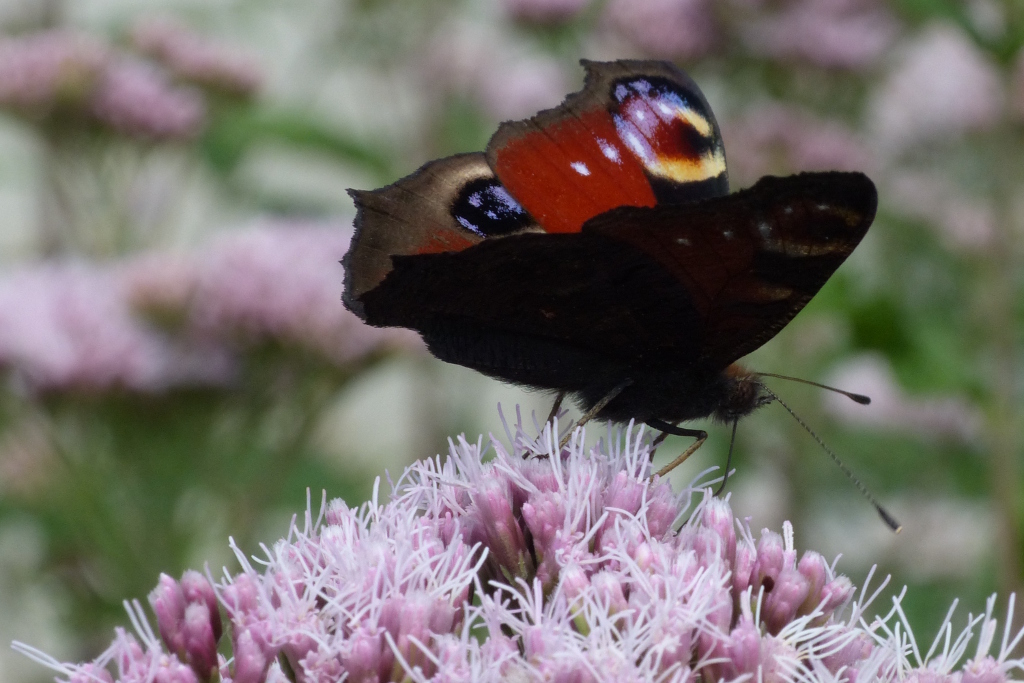 Blümchenbokeh verkleinert.JPG