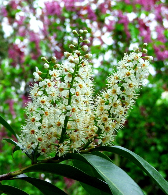 Kirschlorbeerblüte vor Flieder_5_1.jpeg