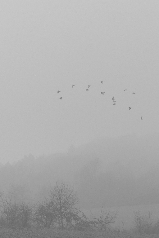P2930309 Vögel im Nebel 2 sw verkleinert.JPG