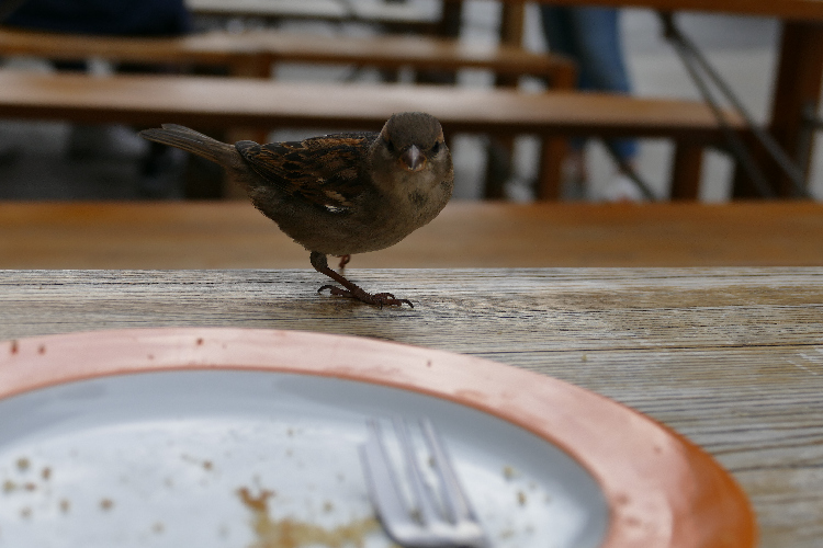 Spatz beim Teller.JPG