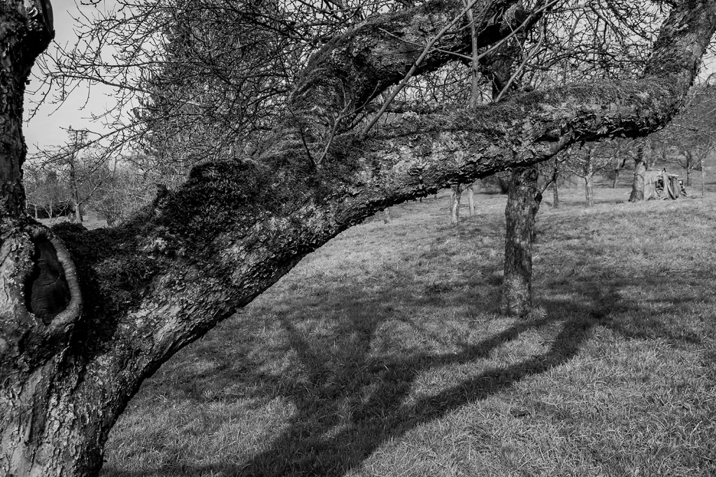 Bäume 005.JPG