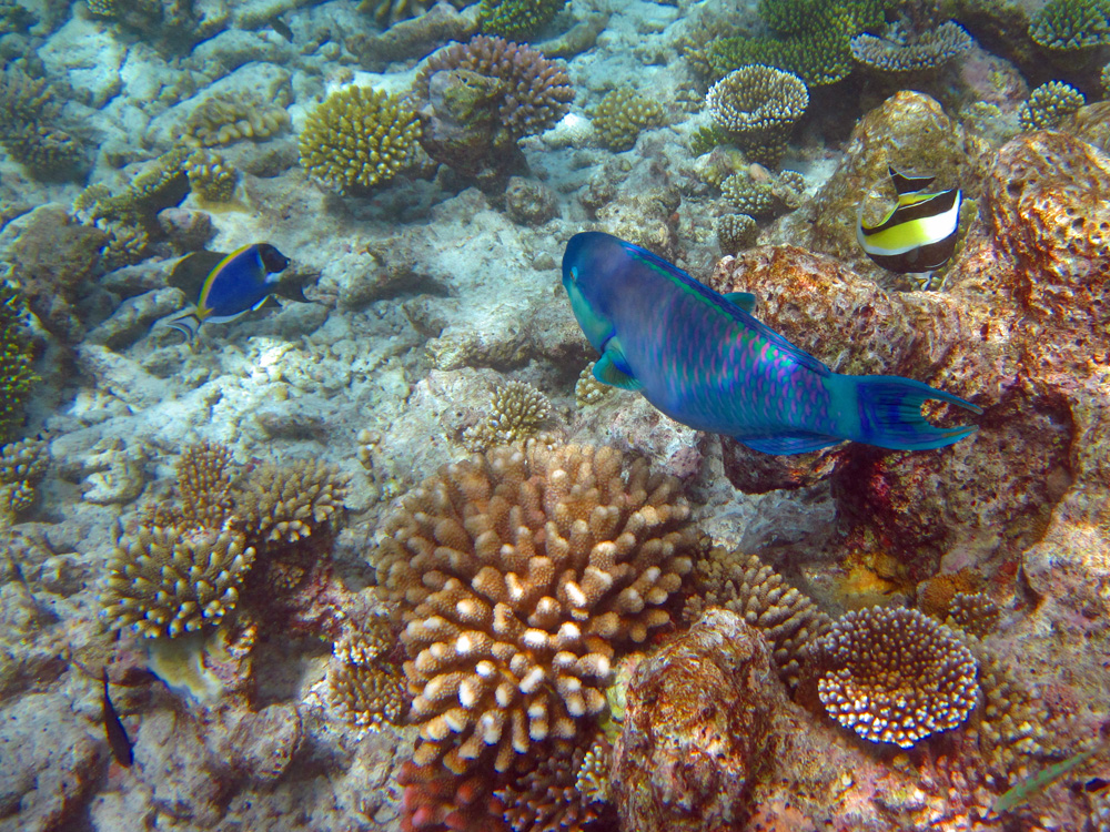 2018-02-09_fische.jpg