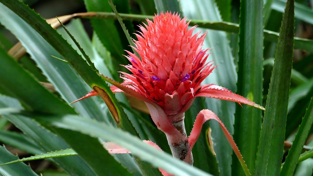 verkleinert .D  Blüte mit lila.jpg