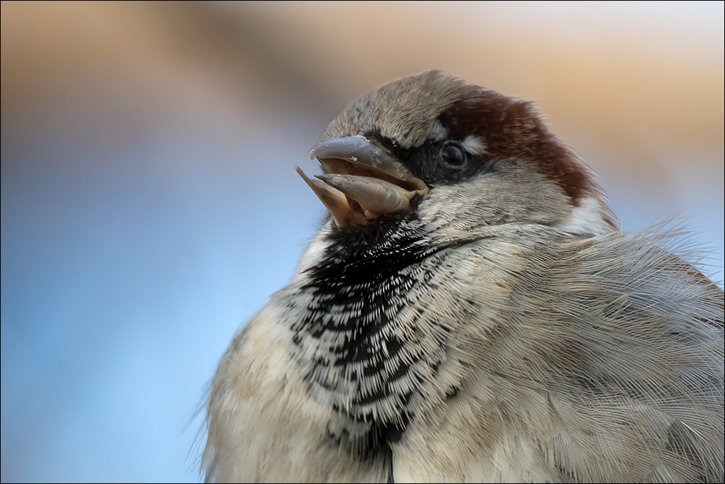 Spatz-5.jpg