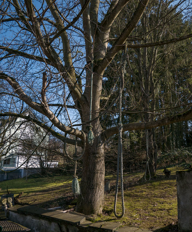 kinderbaum-1.jpg