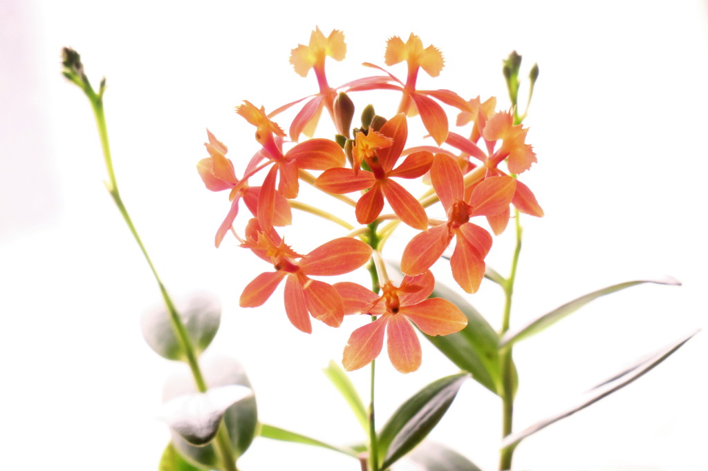 Epidendrum ibaguense_1_1.jpg