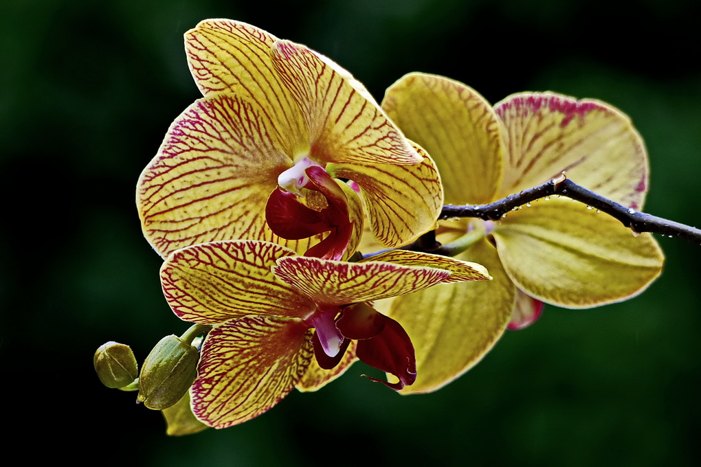 Orchidee.JPG