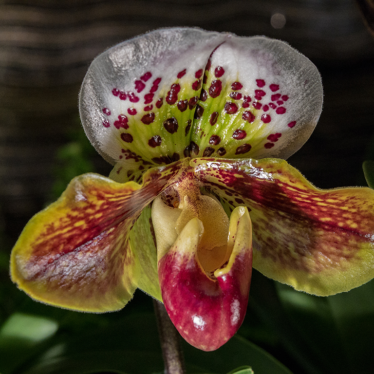 Orchidee 01.jpg