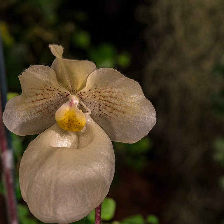 Orchidee 02.jpg