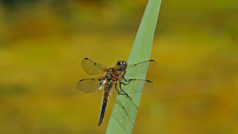 verkleinert .2018-03-07xx.jpg