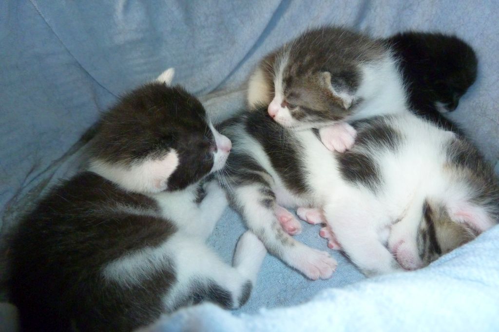 Katzenbabies.jpg