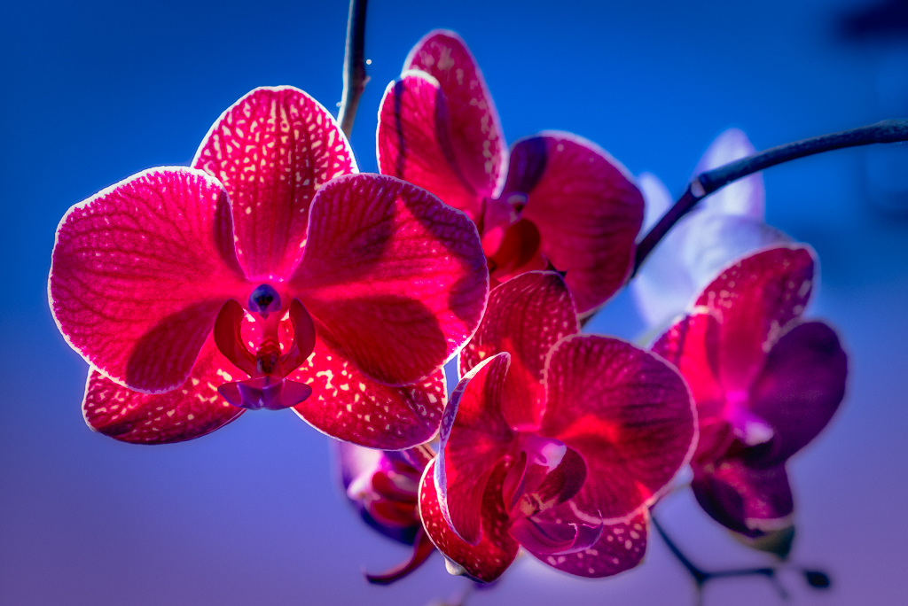 Orchidee-2.jpg