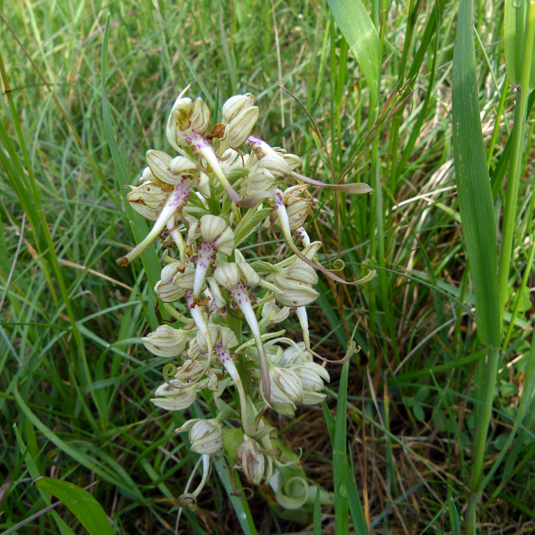 Bocksriemenzunge (Himantoglossum hircinum).jpg