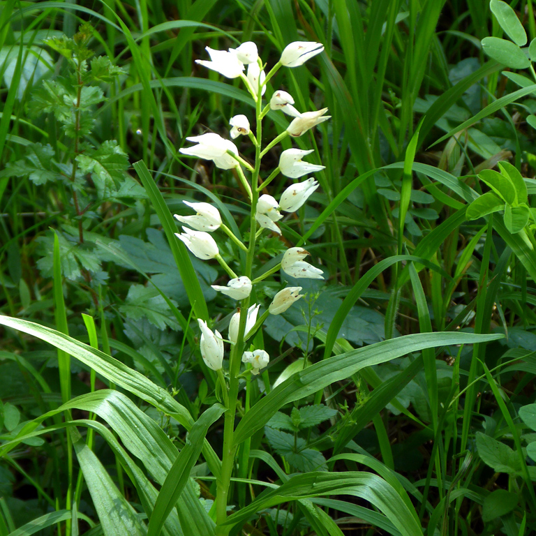 Schwertblättriges Waldvögelein (Cephalanthera longifolia).jpg