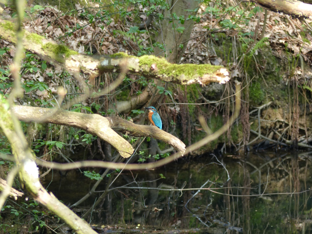 P2190266 unbearbeitet verkleinert.JPG