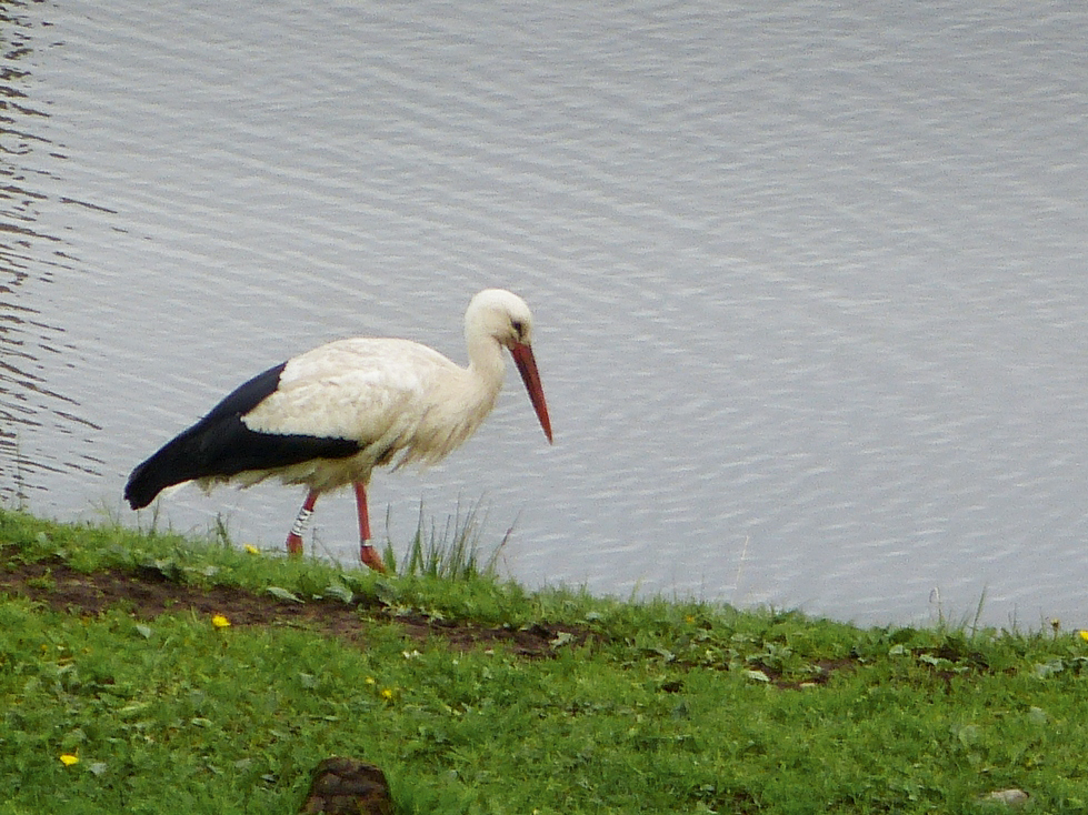 Storch_brat_mir_doch_.jpg