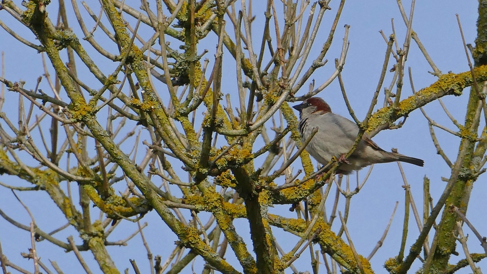 verkleinert .P1150469 Spatz.jpg