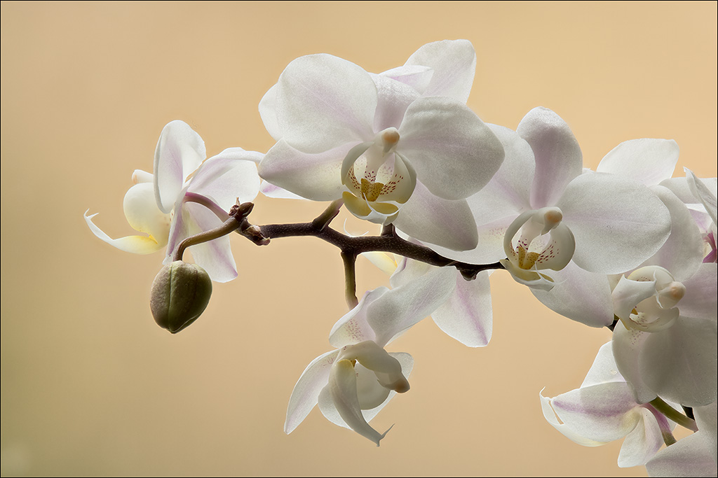 Orchidee-3.jpg