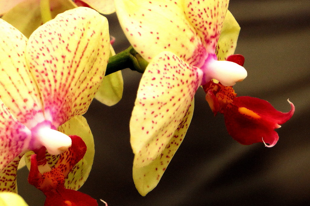 Orchidee XI_1_1.jpg