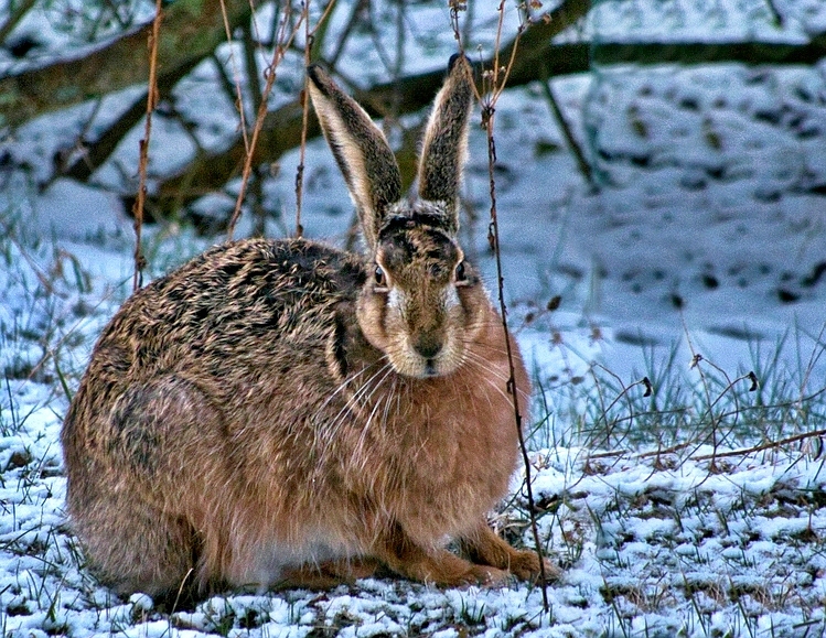 comp_Original Hase oberbayer.jpg