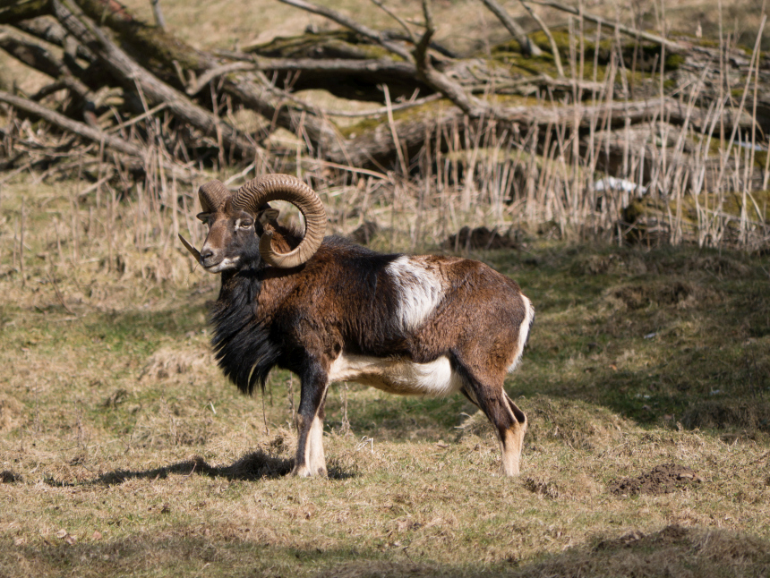 Steinbock.jpg