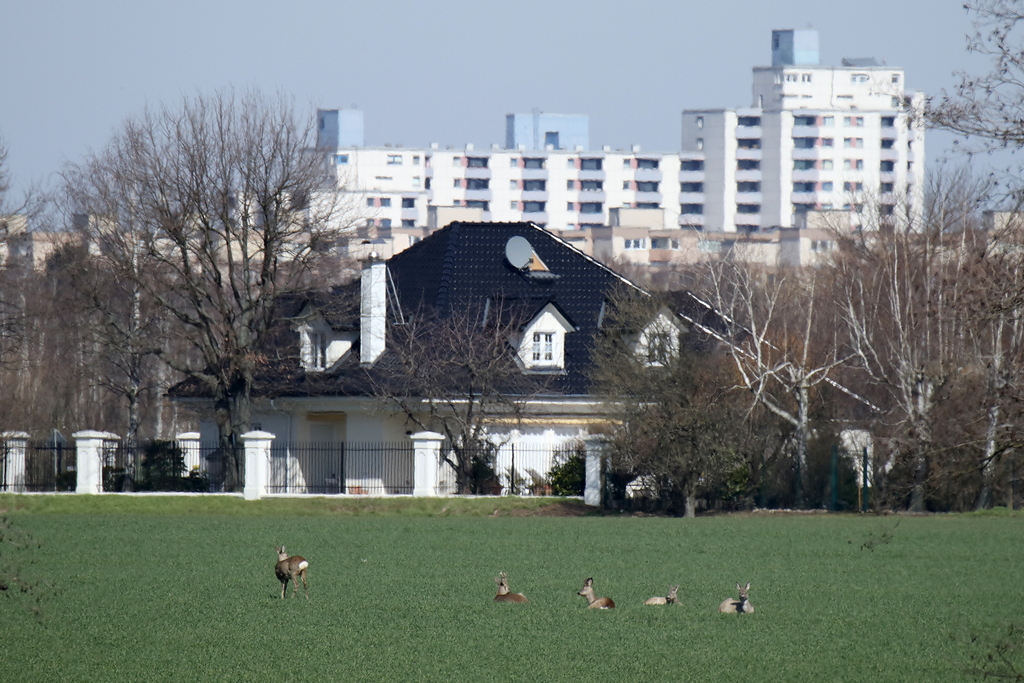 G-Runde-5.JPG