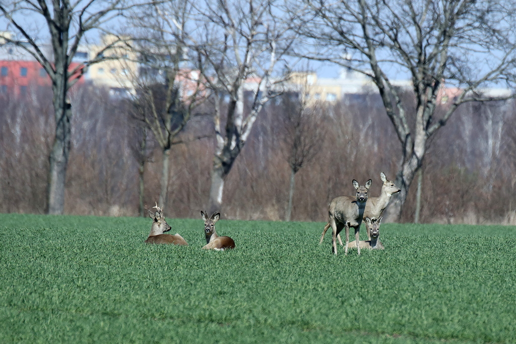 G-Runde-6.JPG