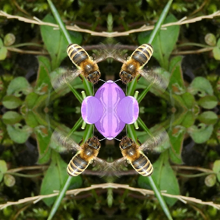 comp_Pana_2018_03_inverted_bees_P1000666.jpg