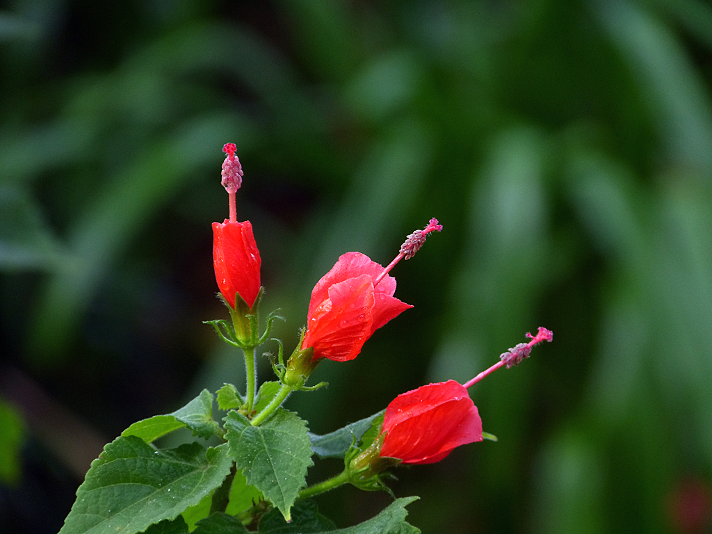 P1030867 Falscher Hibiscus (Malvaviscus arboreus) Kopie.jpg