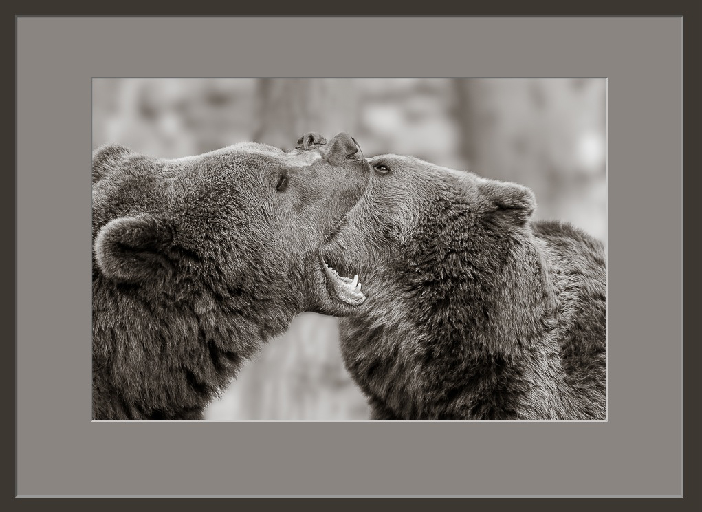 Bären.jpg