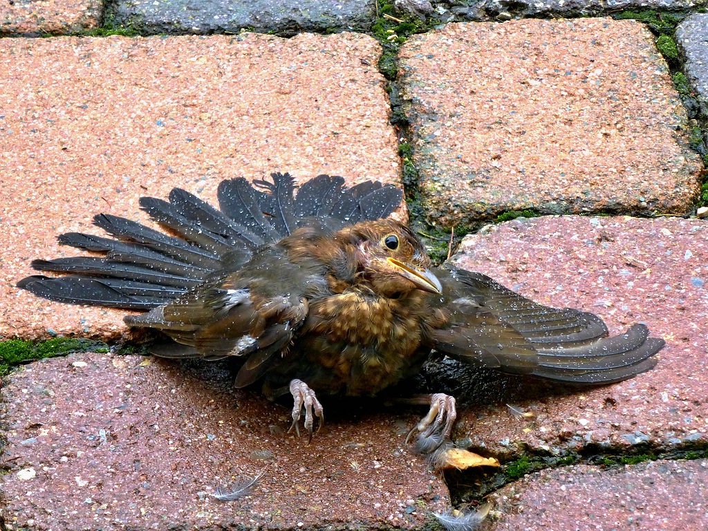 comp_Vogel Unfall (1).jpg