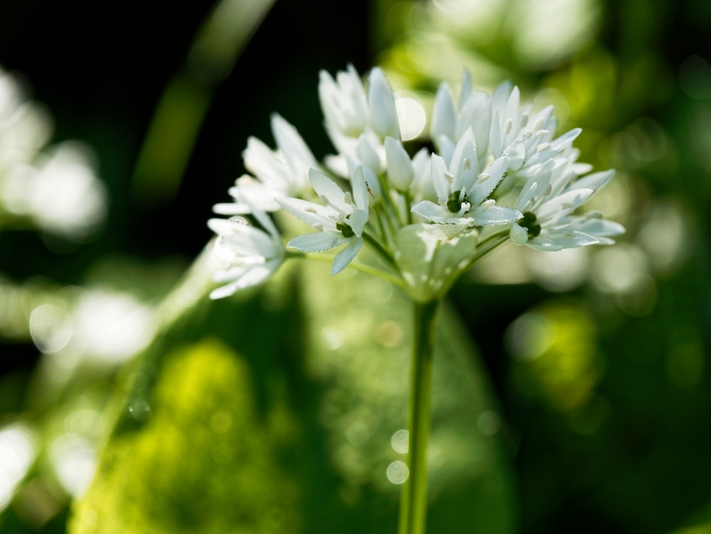 comp_Allium ursinum  b.jpg