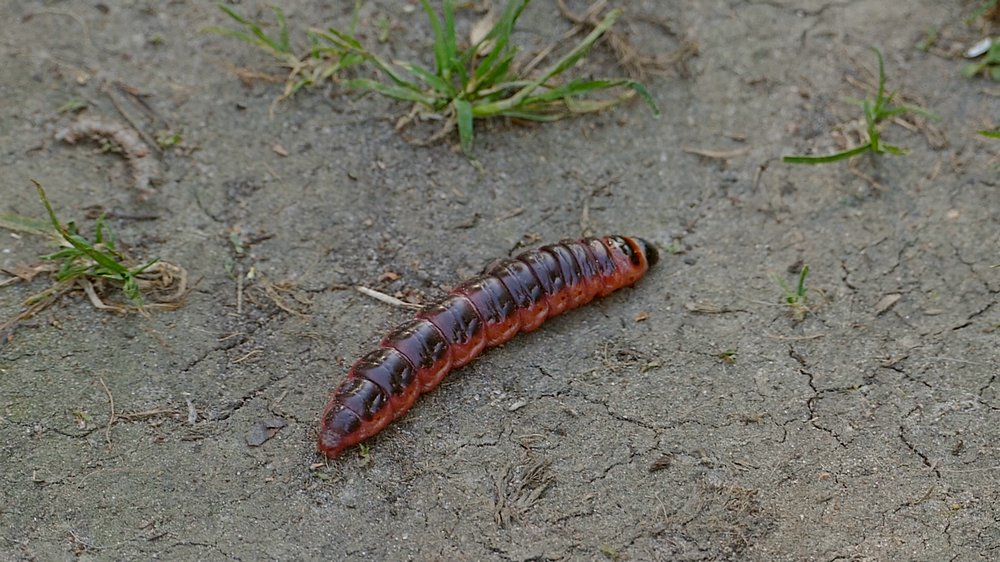 Raupe verkleinert 2018-05-09.jpg