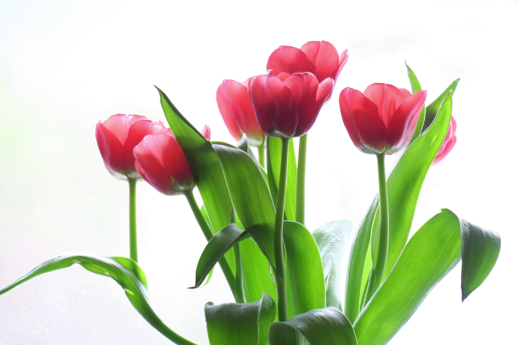 Tulpen; rot_2_1.jpg