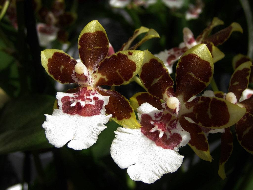 Orchidee_1.JPG