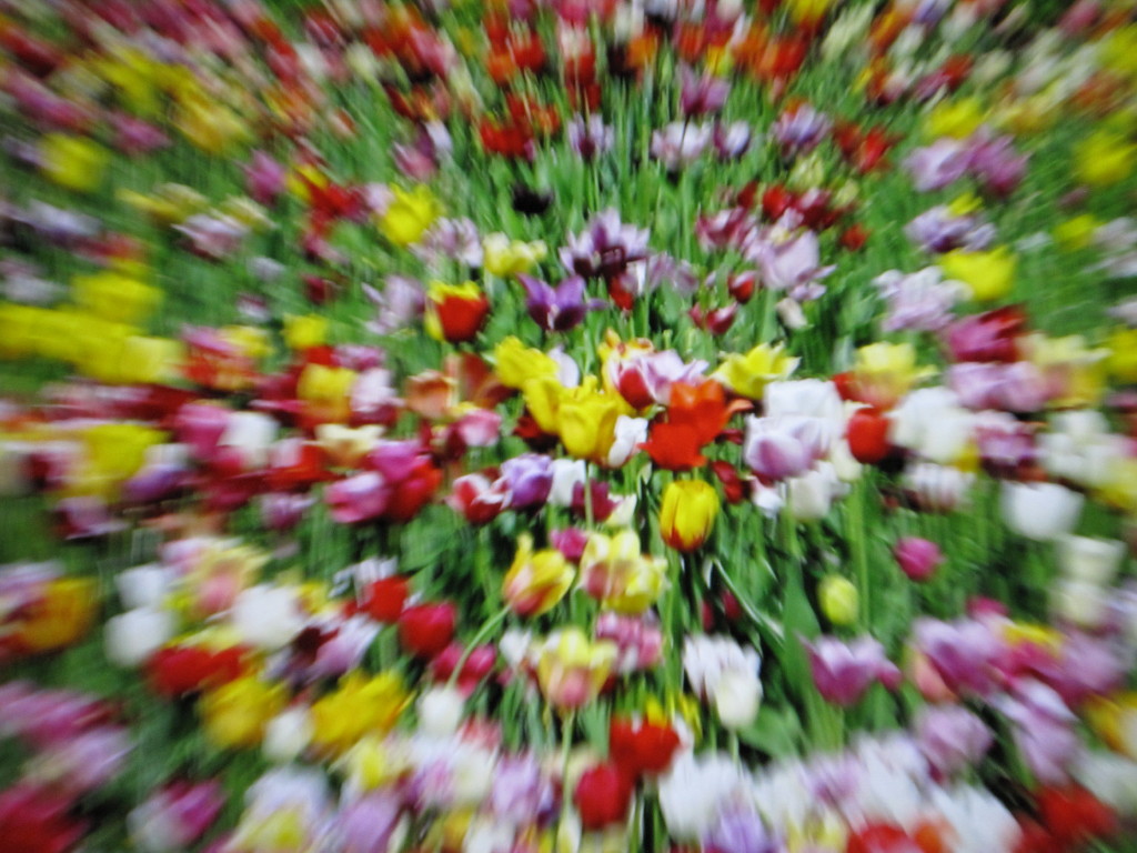 Tulpen-Blur_4_1.JPG