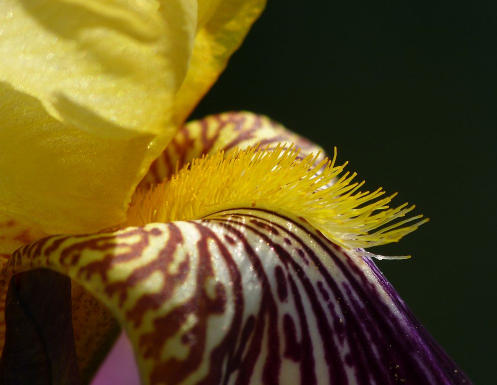 Iris klein.jpg