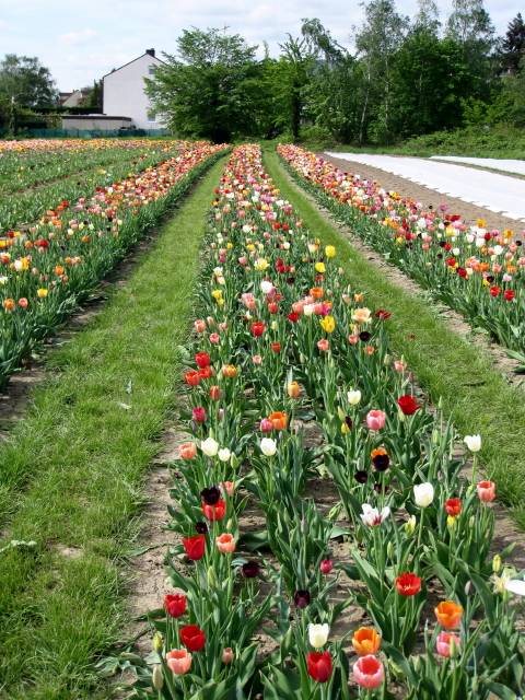 Tulpenfel zum_3_1.JPG