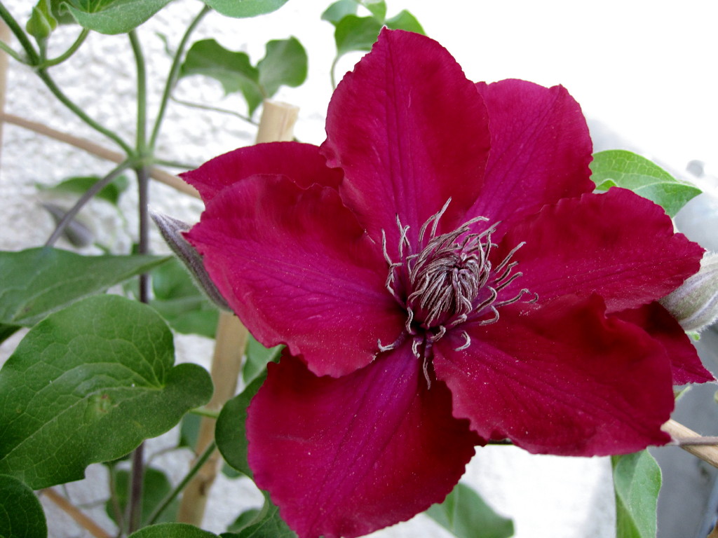 Clematis NUBIA_1.JPG