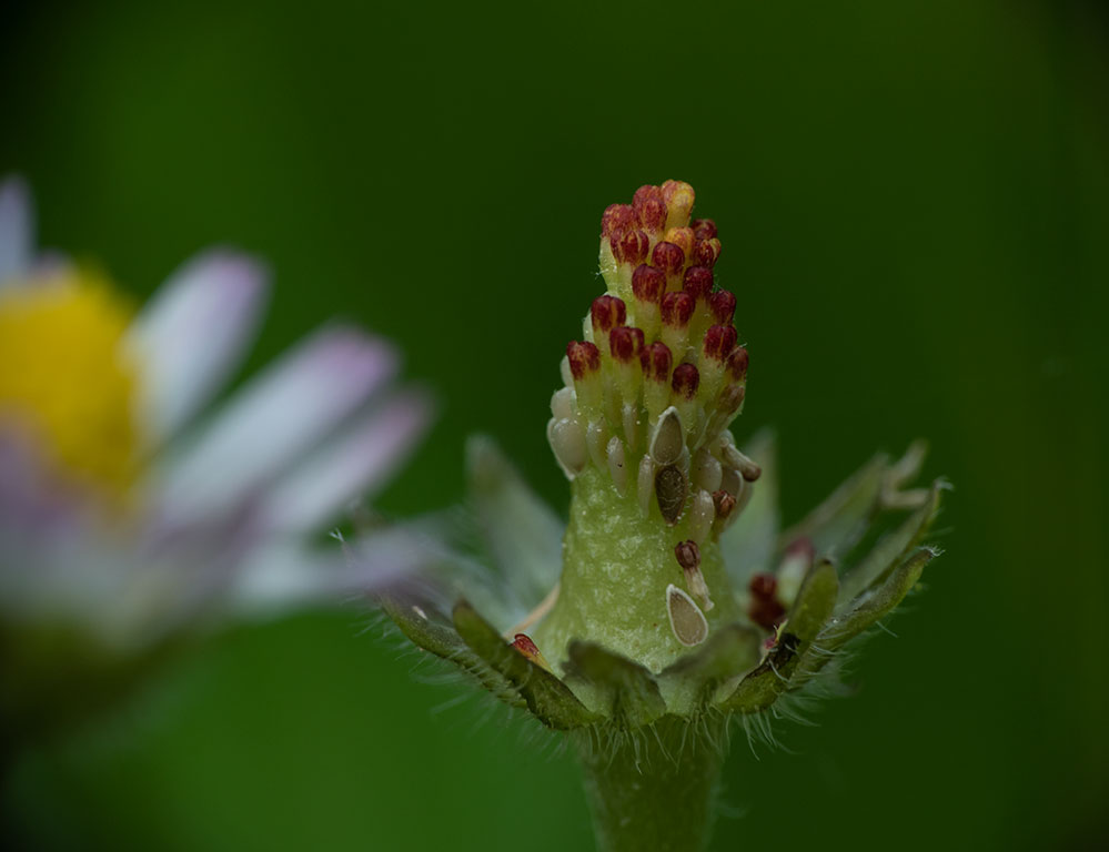 Gänseblümchen-1.jpg
