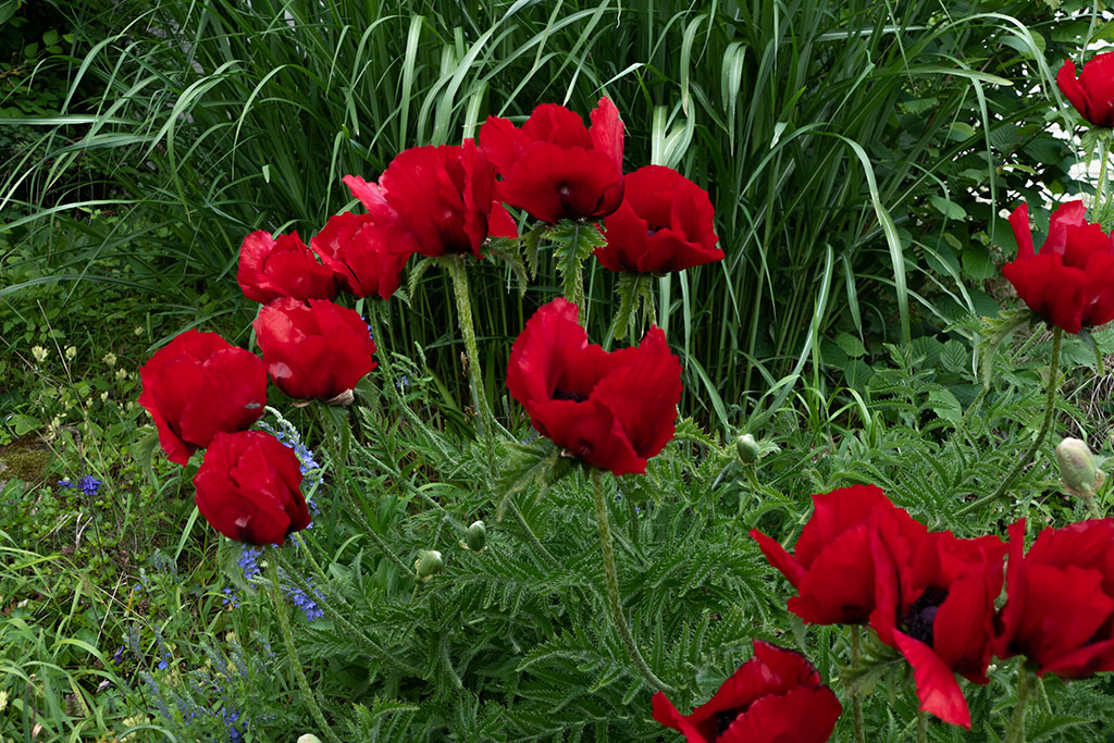 mohn-1.jpg
