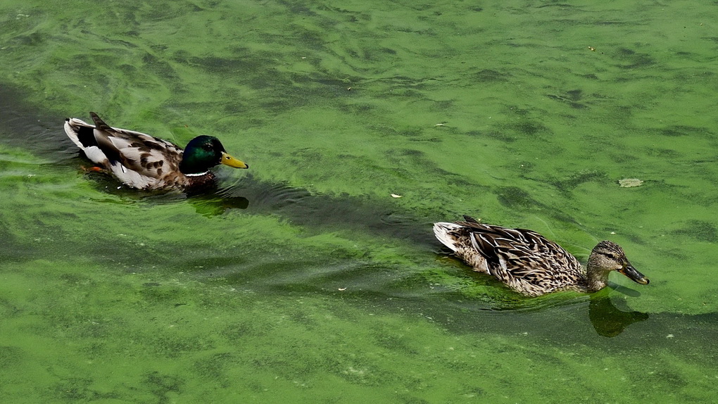 Enten in Grünalgen.JPG